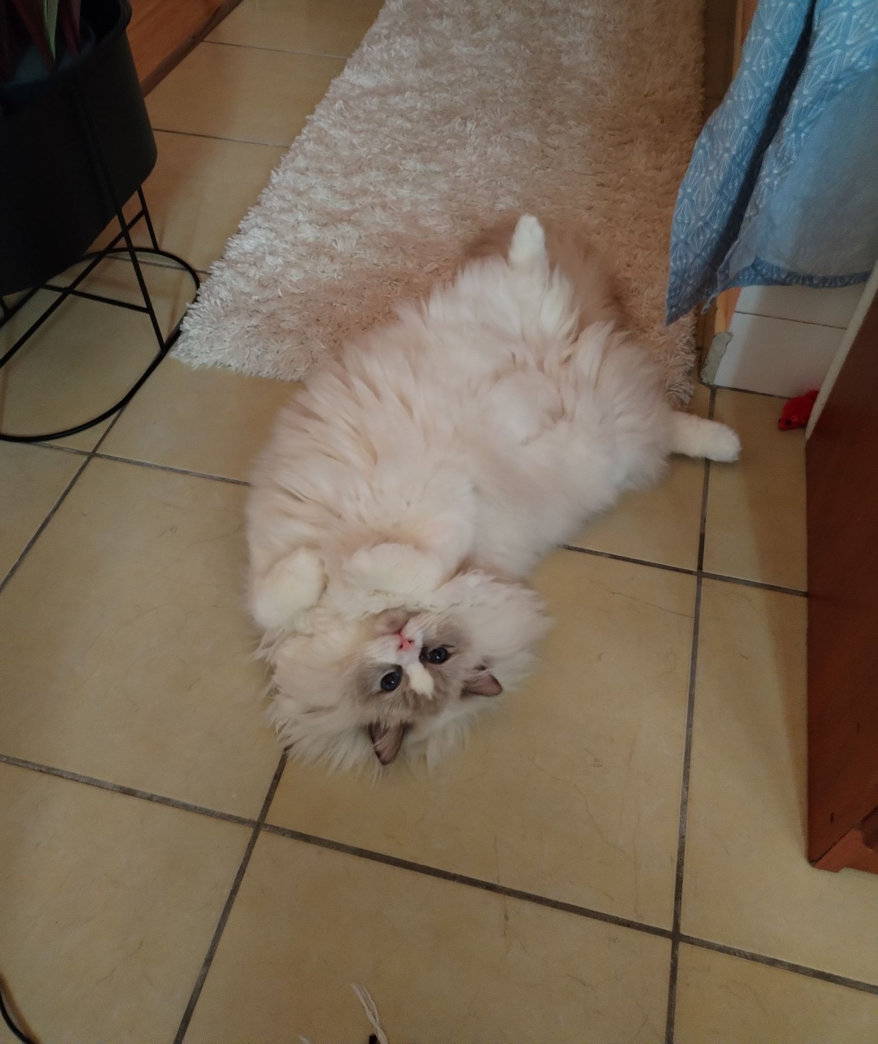 /images/Galeria/Ragdoll Rajongók Rezidenciája/33 Dóri Fehér.jpg